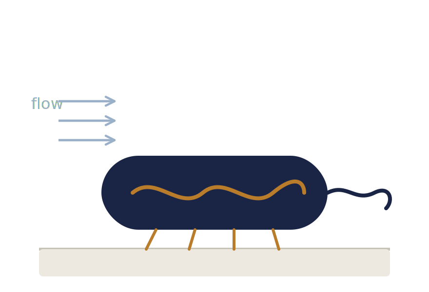 Mechanomicrobiology