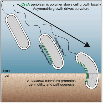 V. cholerae's curved shape promotes its pathogenesis